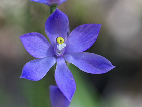 Sun OrchidPhotography by Neville Bartlett